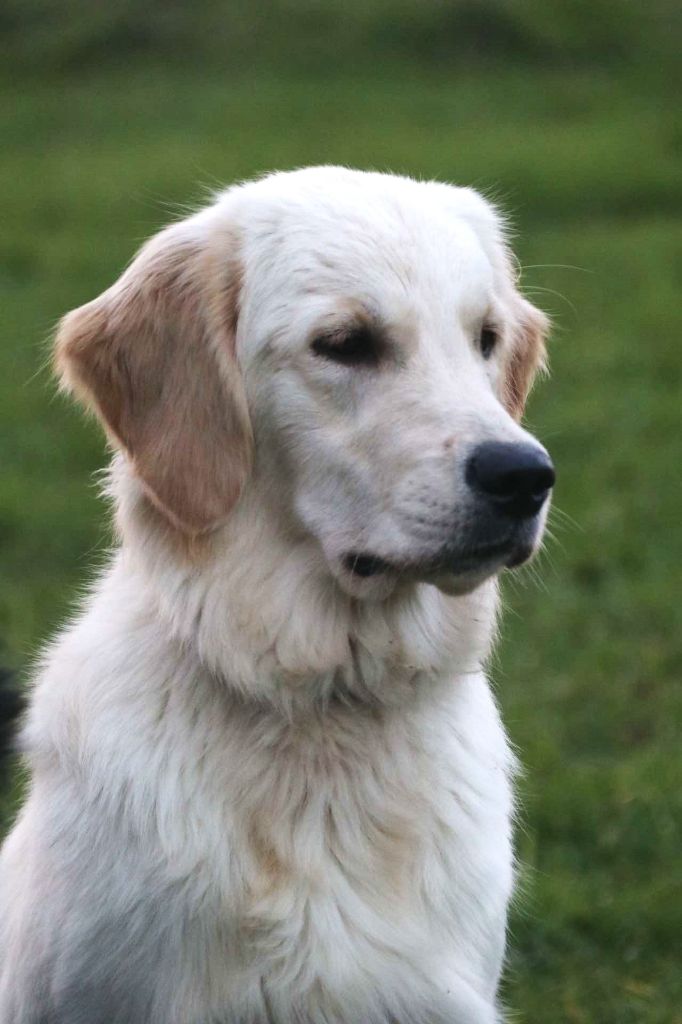 Vaya De sandie landes