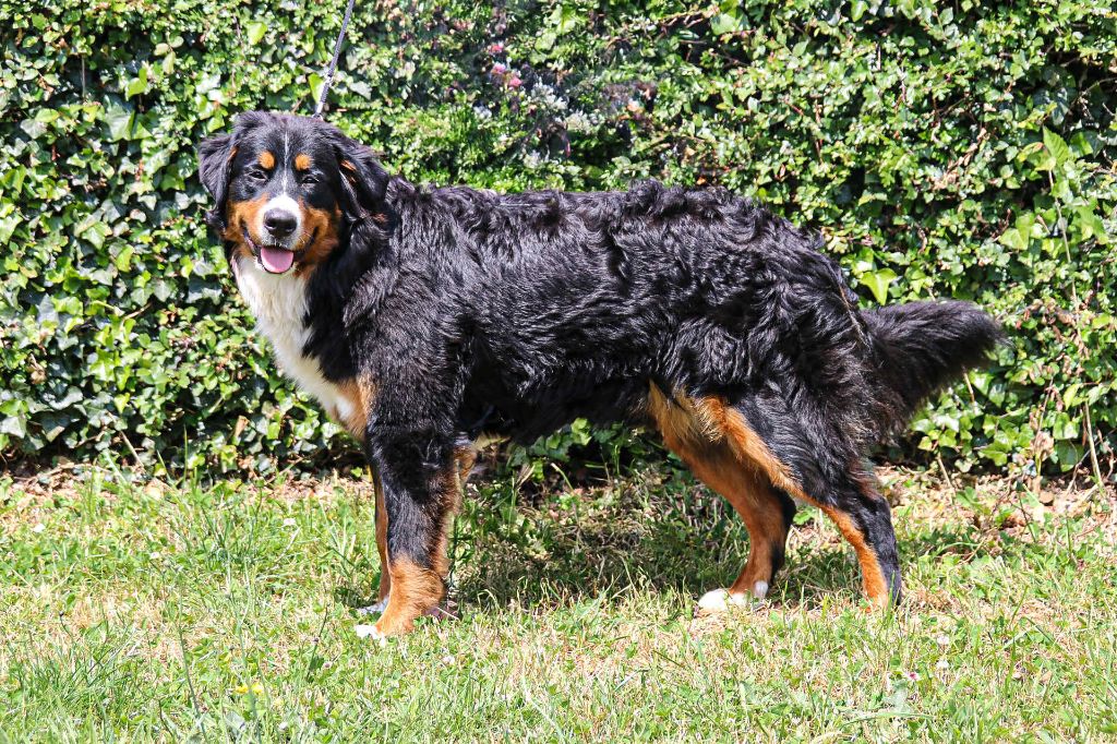 Vaya des terres vertes de l’avesnois