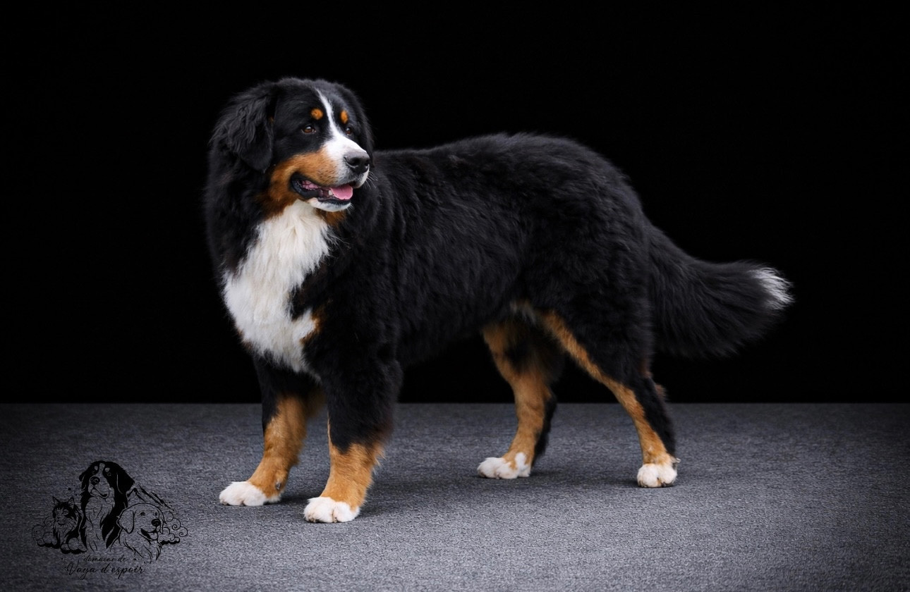 Ulk du Paradis du Domaine du Bouquet