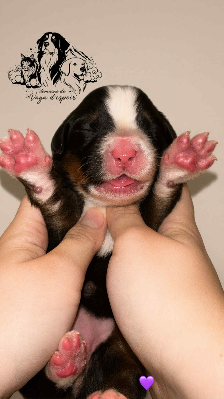 du Domaine de Vaya d'Espoir - Chiots disponibles - Bouvier Bernois