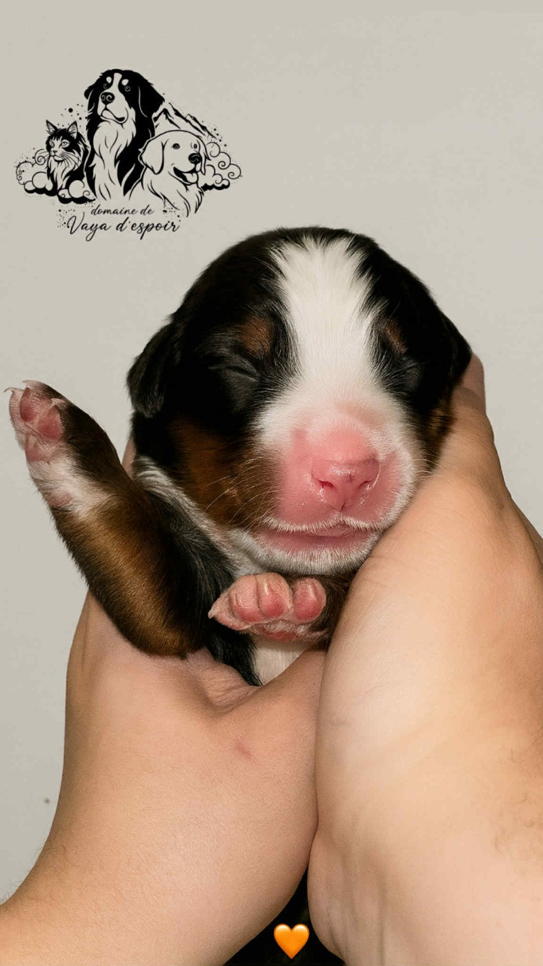 du Domaine de Vaya d'Espoir - Chiots disponibles - Bouvier Bernois