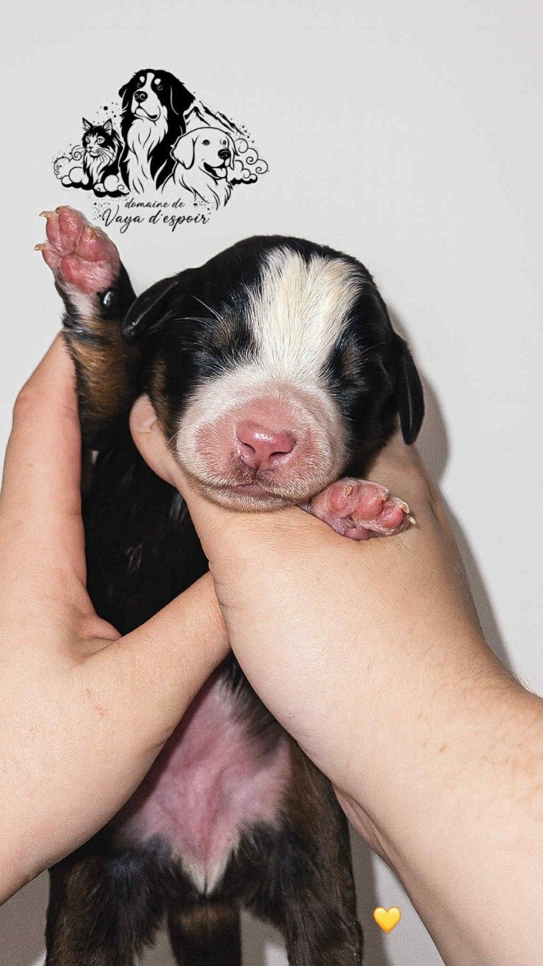 du Domaine de Vaya d'Espoir - Chiots disponibles - Bouvier Bernois