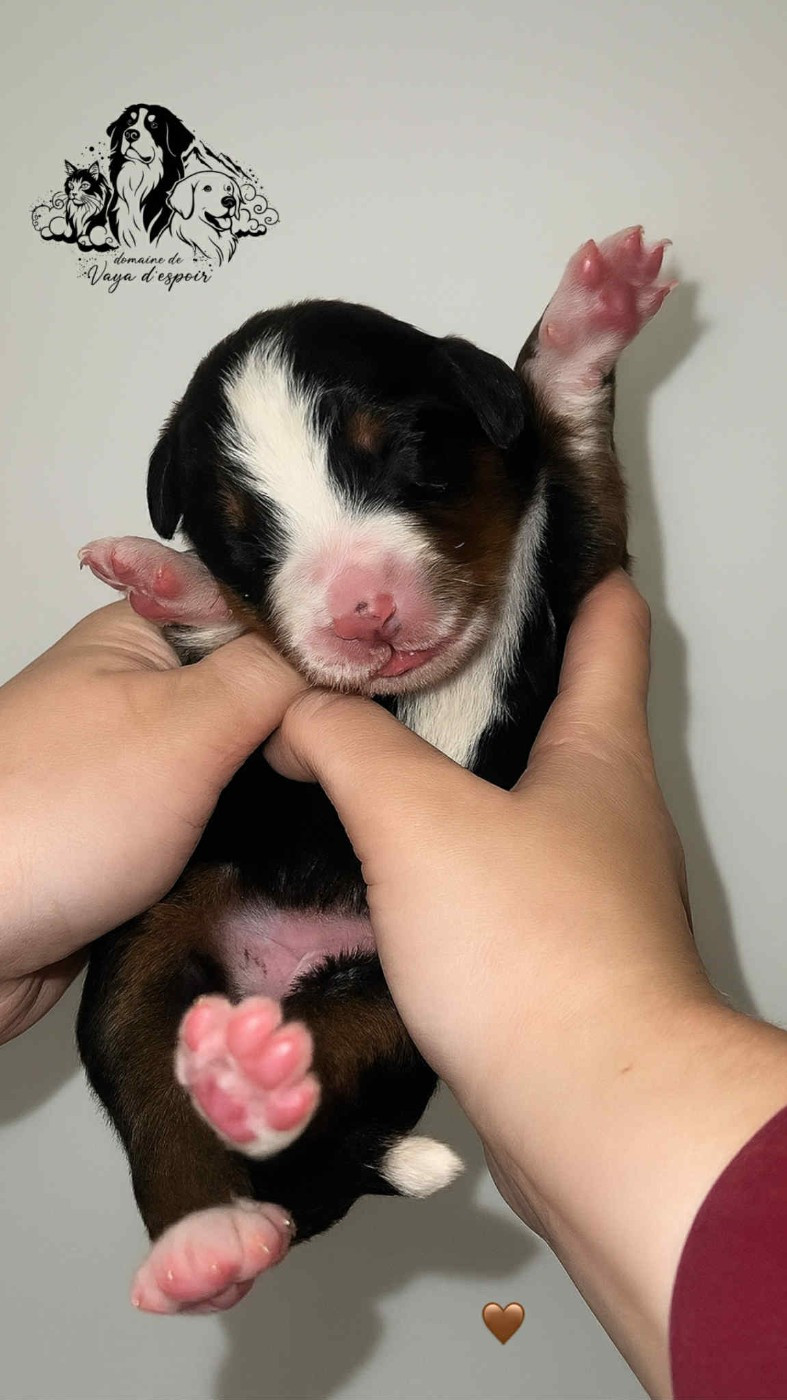 du Domaine de Vaya d'Espoir - Chiots disponibles - Bouvier Bernois