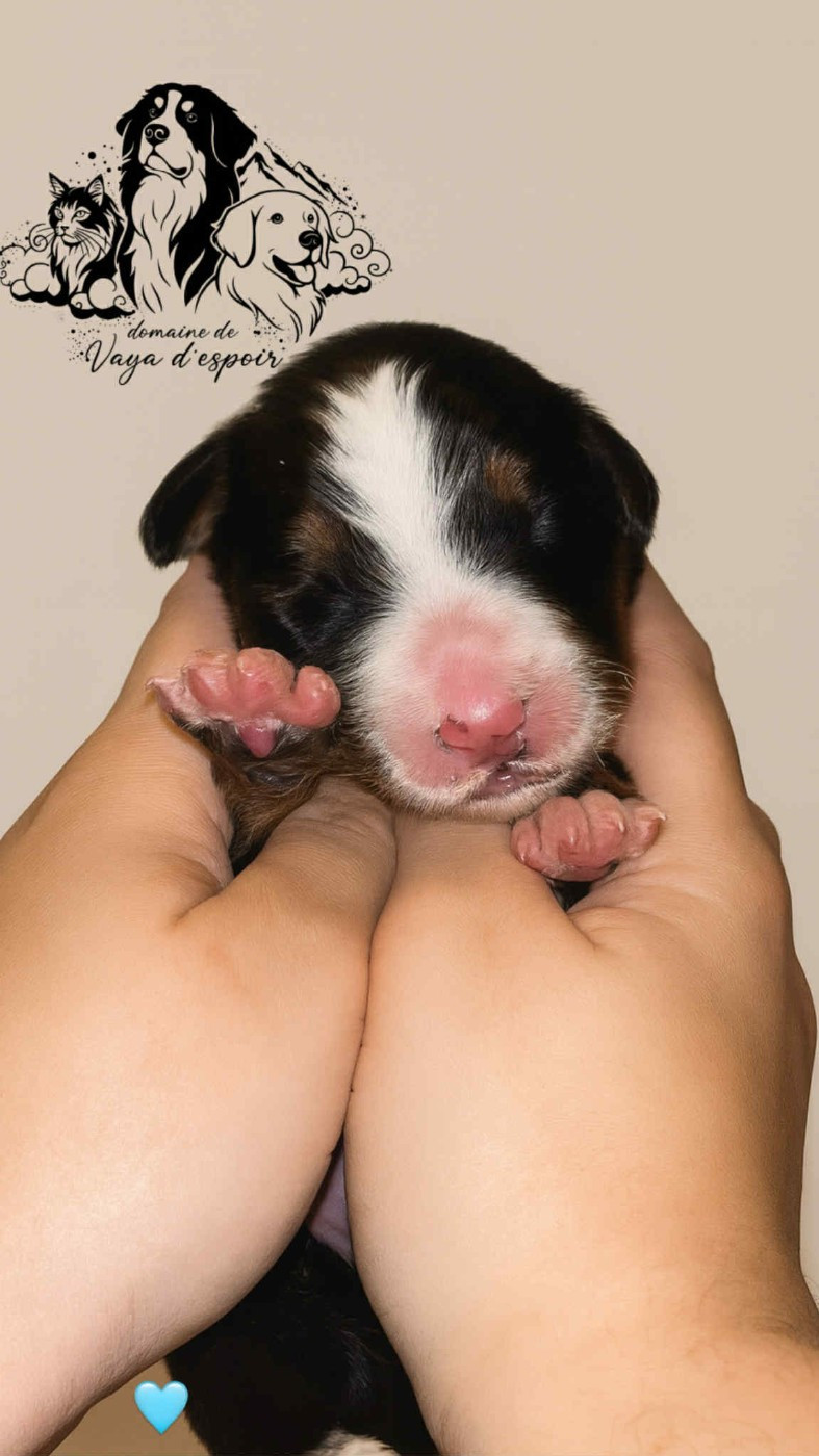 du Domaine de Vaya d'Espoir - Chiots disponibles - Bouvier Bernois