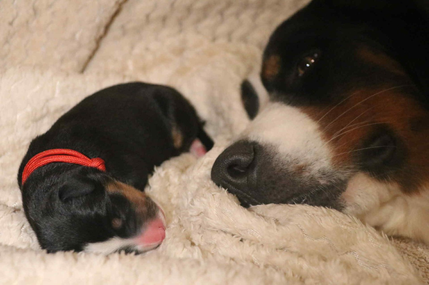 du Domaine de Vaya d'Espoir - Bouvier Bernois - Portée née le 28/11/2025