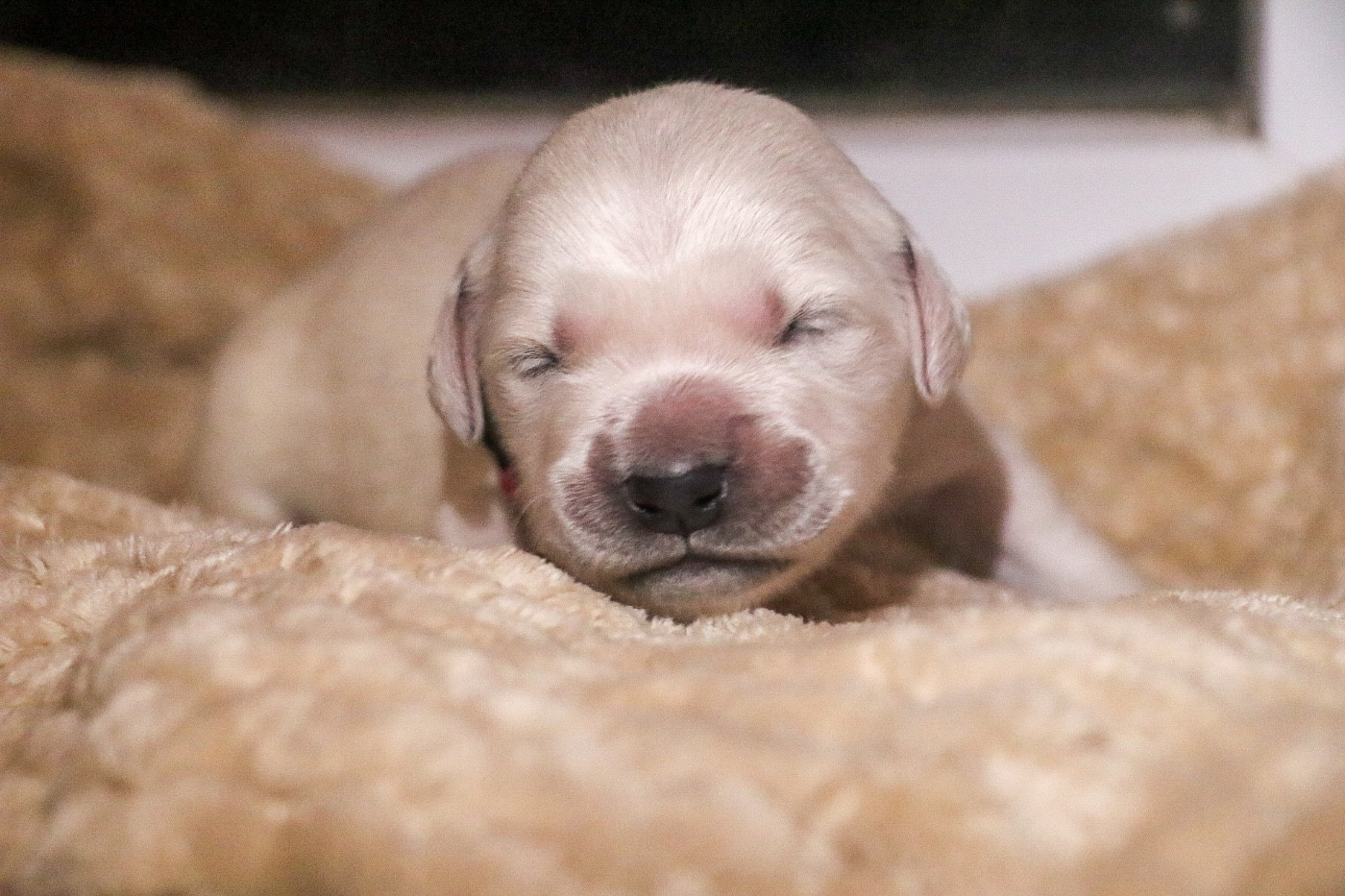 du Domaine de Vaya d'Espoir - Chiots disponibles - Golden Retriever