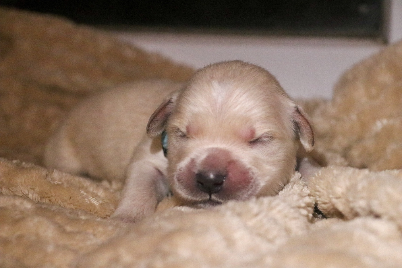 du Domaine de Vaya d'Espoir - Chiots disponibles - Golden Retriever