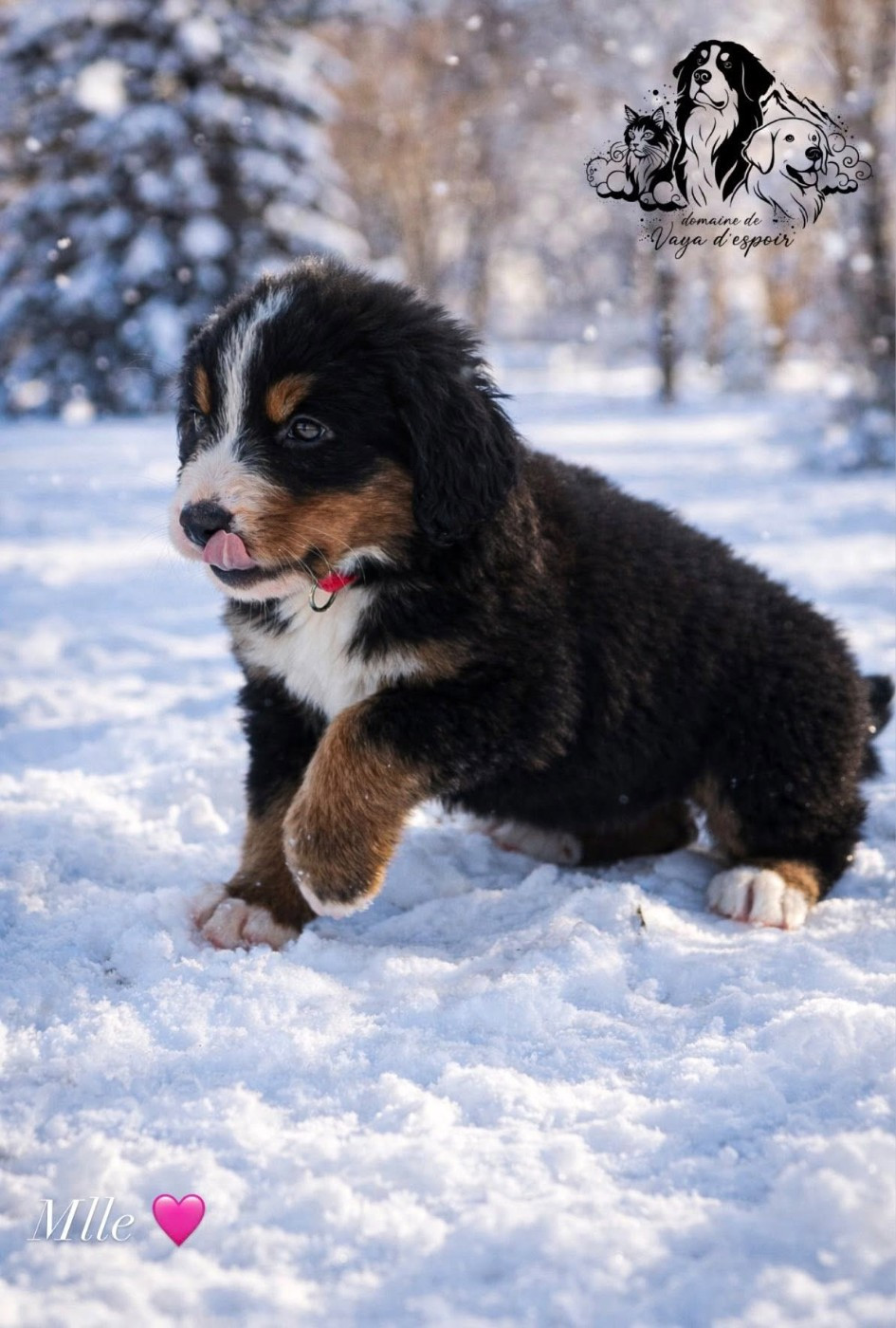 du Domaine de Vaya d'Espoir - Chiots disponibles - Bouvier Bernois