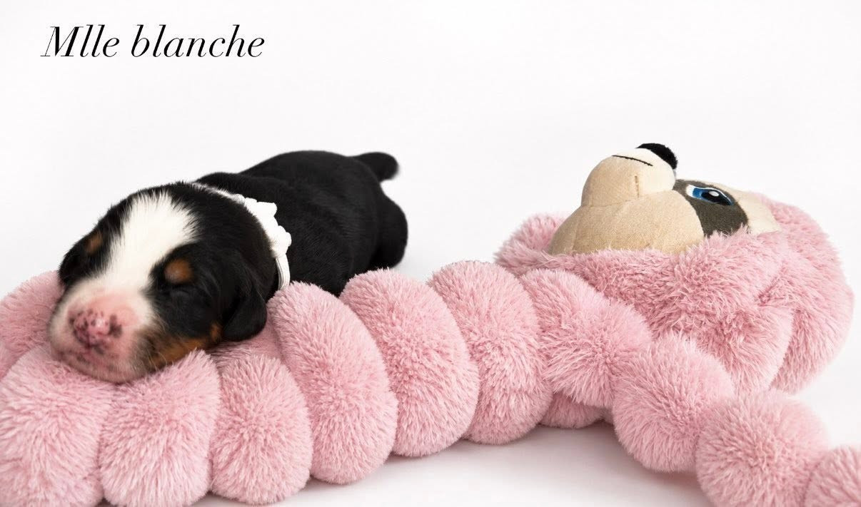 du Domaine de Vaya d'Espoir - Chiots disponibles - Bouvier Bernois