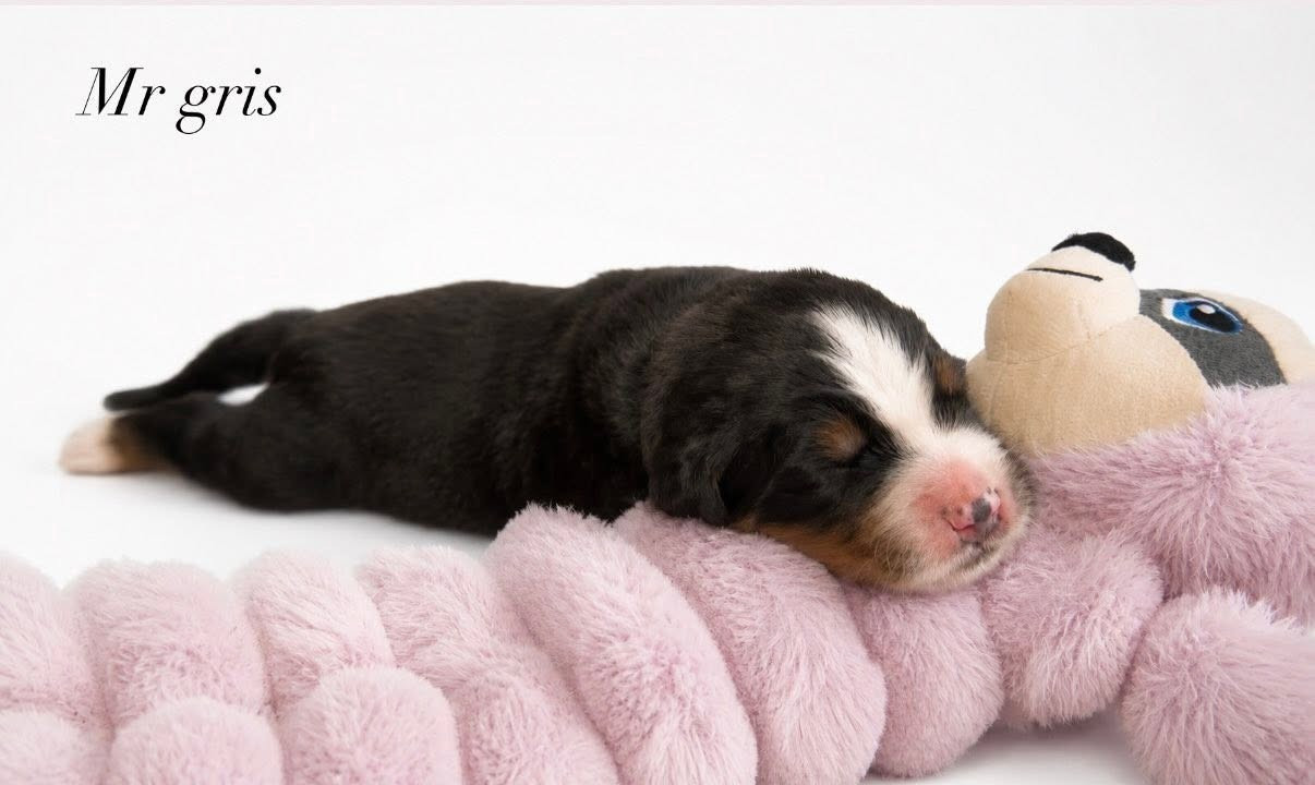 du Domaine de Vaya d'Espoir - Chiots disponibles - Bouvier Bernois