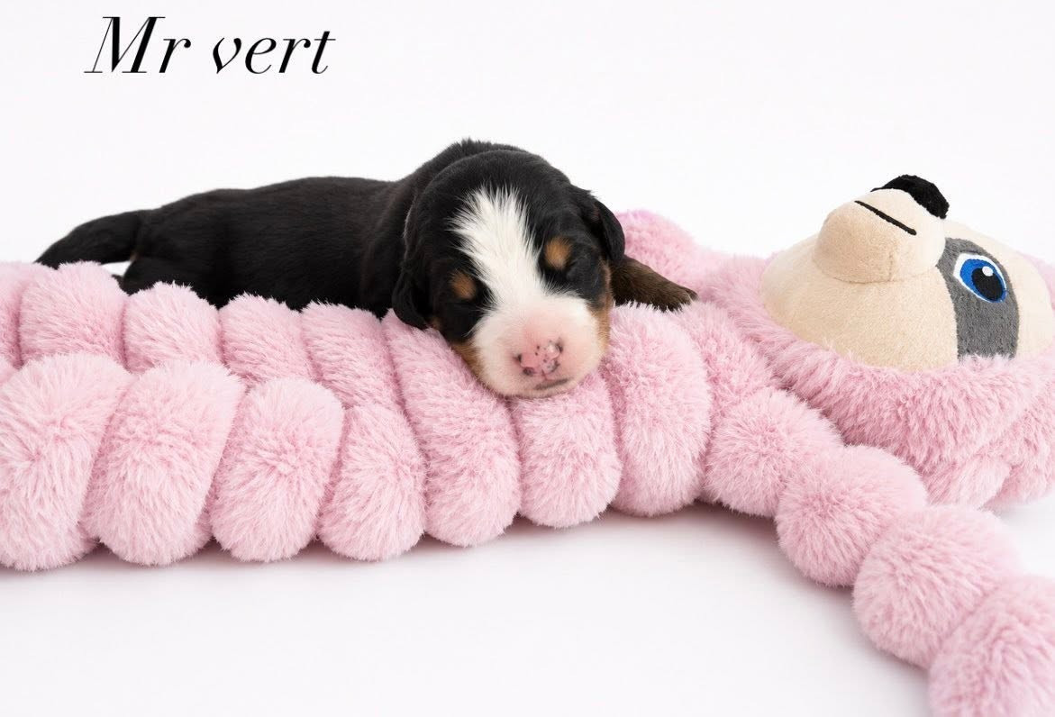 du Domaine de Vaya d'Espoir - Chiots disponibles - Bouvier Bernois