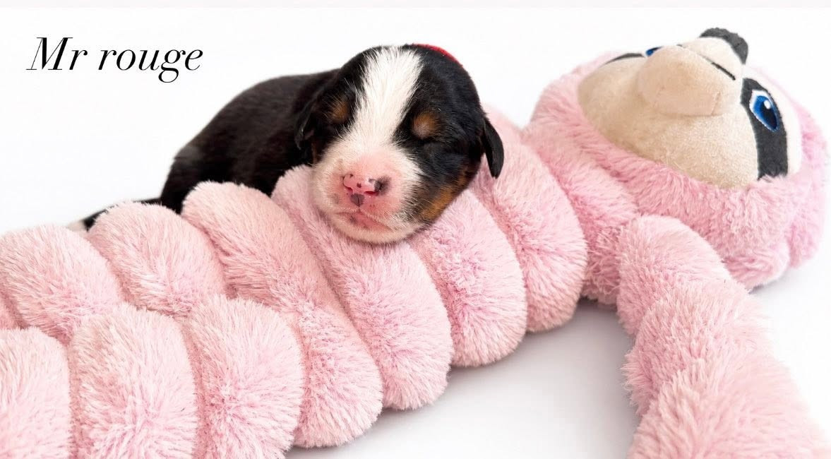 du Domaine de Vaya d'Espoir - Chiots disponibles - Bouvier Bernois
