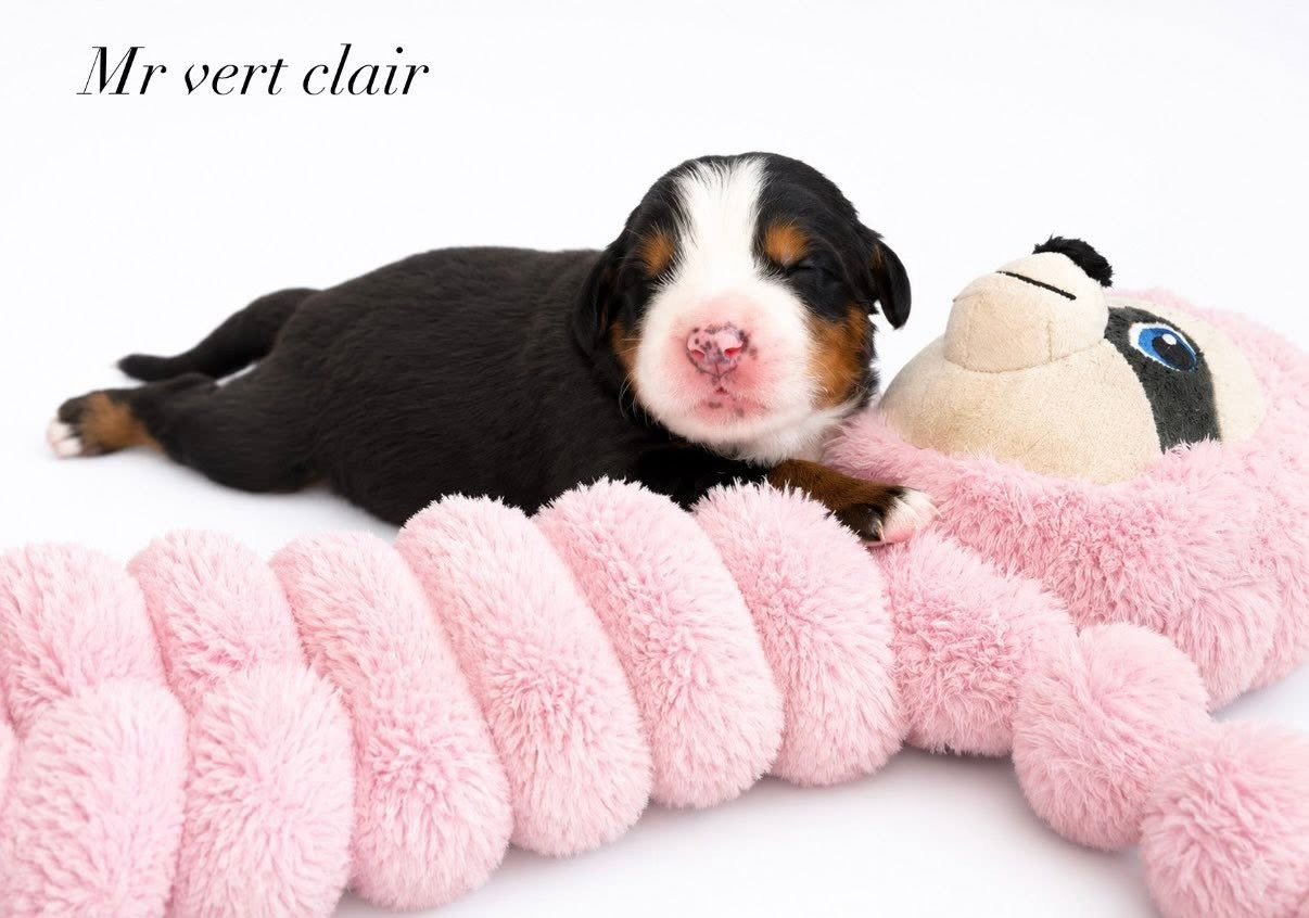 du Domaine de Vaya d'Espoir - Chiots disponibles - Bouvier Bernois