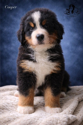 COOPER DU DOMAINE DE VAYA D'ESPOIR