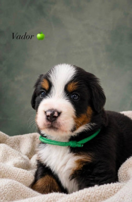 Vador