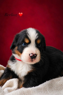 Berlioz