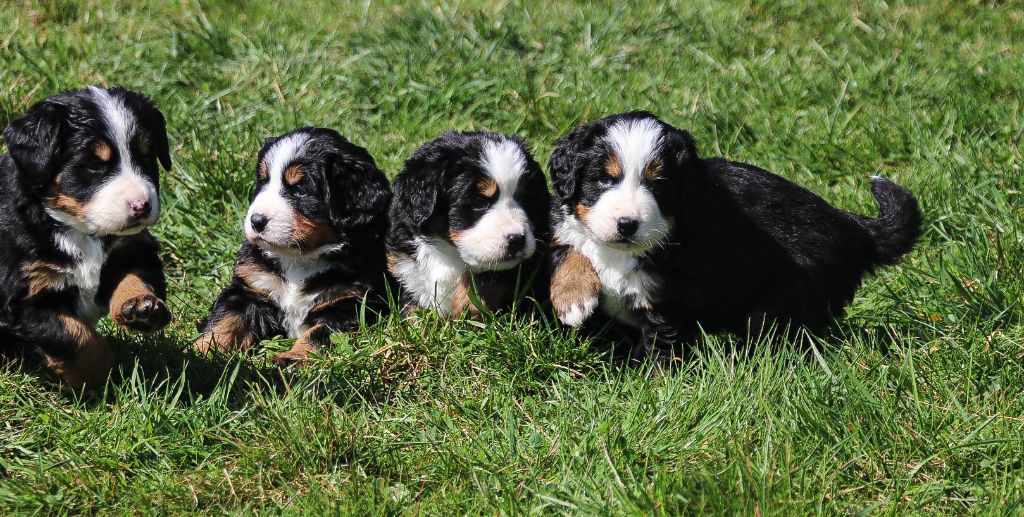 du Domaine de Vaya d'Espoir - Bouvier Bernois - Portée née le 20/02/2025